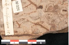 Foto (Detailansicht) von Podozamites malvernicus Ettingshausen (NHMW-GEO-2024-0188-10326)